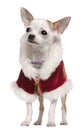 Chihuahua wearing Santa coat and collar, 8 months old Royalty Free Stock Photo