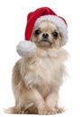 Chihuahua wearing Santa hat, 18 months old Royalty Free Stock Photo