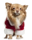 Chihuahua wearing Santa outfit, 1 year old Royalty Free Stock Photo