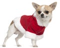 Chihuahua wearing Santa outfit, 3 years old