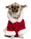 Chihuahua wearing Santa outfit, 5 years old Royalty Free Stock Photo