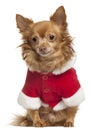 Chihuahua wearing Santa outfit, 8 years old