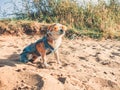 Chihuahua wearing sunglasses and straw hat lies on a beach by the river enjoying the sun. Fashionable dog dressed in a