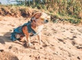 Chihuahua wearing sunglasses and straw hat lies on a beach by the river enjoying the sun. Fashionable dog dressed in a Royalty Free Stock Photo