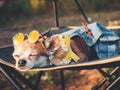 Chihuahua wearing sunglasses and straw hat lies in a hammock near a beach enjoying the sun. Fashionable dog dressed in a