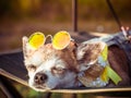 Chihuahua wearing sunglasses and straw hat lies in a hammock near a beach enjoying the sun. Fashionable dog dressed in a