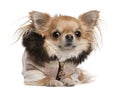 Chihuahua wearing sweater, 3 years old, lying Royalty Free Stock Photo