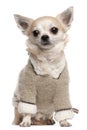 Chihuahua wearing sweater, 4 years old, sitting Royalty Free Stock Photo