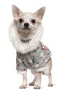 Chihuahua wearing winter outfit, 4 years old Royalty Free Stock Photo