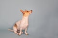 Chihuahua weenie mix breed dog sitting looking up solid background