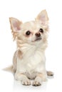 Chihuahua on a white background Royalty Free Stock Photo