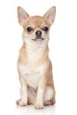 Chihuahua Royalty Free Stock Photo