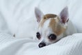 Chihuahua on the white bed