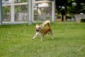 Chihuahua white dogs running on the lawn. Royalty Free Stock Photo