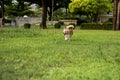 Chihuahua white dogs running on the lawn. Royalty Free Stock Photo