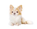 Chihuahua white with red color isolate on white. Portrait of a small dog, pet, animal