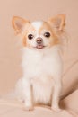 Chihuahua white redhead studio portrait. Purebred dog on a beige background