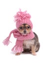Chihuahua in Winter Clothes