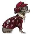 Chihuahua in winter outfit, 7 years old, sitting