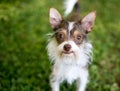 A Chihuahua x Wire Fox Terrier mixed breed dog outdoors Royalty Free Stock Photo