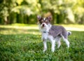 A Chihuahua x Wire Fox Terrier mixed breed dog outdoors Royalty Free Stock Photo