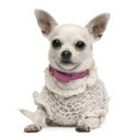 Chihuahua, 4 years old Royalty Free Stock Photo