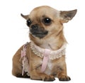 Chihuahua, 5 years old Royalty Free Stock Photo