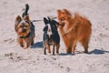 Spitz, chihuahua, yorkshire. Chihuahua, york and spitz on the beach by the sea in summer Royalty Free Stock Photo