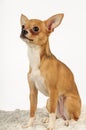 Chihuahua dog in the studio on a light white background Royalty Free Stock Photo