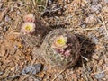 Chihuahuan Pinapple Cactus Royalty Free Stock Photo