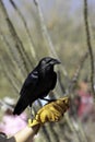 Chihuahuan Raven Royalty Free Stock Photo