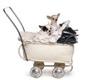 Chihuahuas, 1 year old, in baby stroller