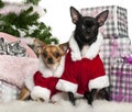 Chihuahuas, 18 months old and 1 year old Royalty Free Stock Photo