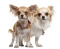 Chihuahuas, 2 years old, 5 months old, standing Royalty Free Stock Photo