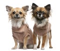 Chihuahuas, 2 years old, dressed up Royalty Free Stock Photo