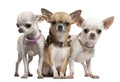 Chihuahuas, 2 years old, standing