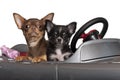 Chihuahuas, 7 and 3 months old, sitting