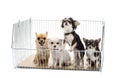Chihuahuas in cage