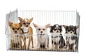 Chihuahuas in cage