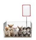 Chihuahuas in cage