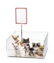 Chihuahuas in cage with white board