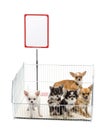 Chihuahuas in cage with white board