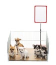 Chihuahuas in cage with white board