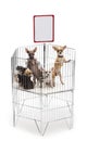 Chihuahuas in cage with white board