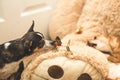 Chihuahuas and Christmas Ornament Royalty Free Stock Photo