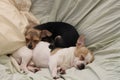 Chihuahuas cuddling 1102 Royalty Free Stock Photo