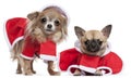 Chihuahuas dressed in Santa outfits