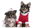 Chihuahuas dressed in Santa outfits