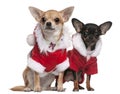 Chihuahuas dressed in Santa outfits