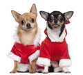 Chihuahuas dressed in Santa outfits Royalty Free Stock Photo